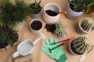 Masada güzel ev bitkileri ve bahçe aletleri var.