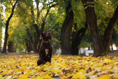 Şirin Almanca Kısaltmalı Sonbahar parkında Pointer köpeği, metin için yer
