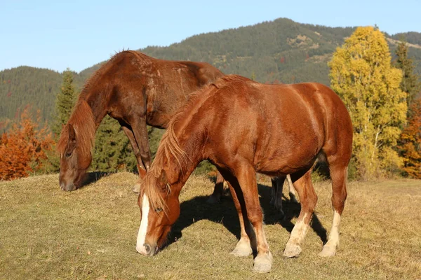 Cavalos Castanhos Pastando Nas Montanhas Dia Ensolarado Bonitos Animais Estimação — Fotografia de Stock
