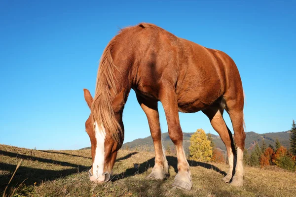 阳光明媚的日子 棕色的马在山上吃草 漂亮的宠物 — 图库照片
