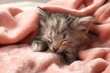 Yumuşak pembe battaniyeyle uyuyan sevimli kedi yavrusu.