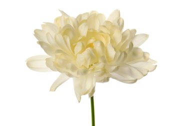 Güzel açan kasımpatı çiçeği beyazın üzerinde izole edilmiş.