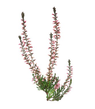 Beyaz üzerine izole edilmiş güzel çiçekleri olan fundanın dalları