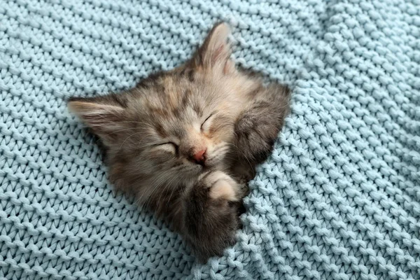 Schattig Kitten Slapen Lichtblauw Gebreide Deken Bovenaanzicht — Stockfoto