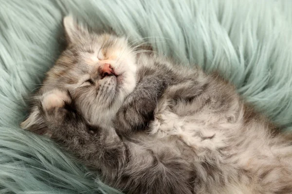 Cute Kitten Sleeping Fuzzy Rug View — Stock Photo, Image