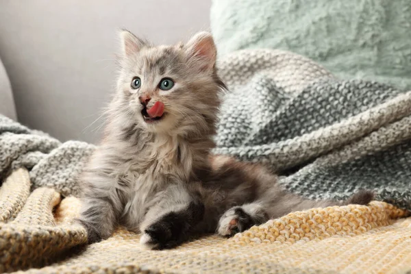 Симпатичный Котёнок Трикотажном Одеяле Детское Животное — стоковое фото
