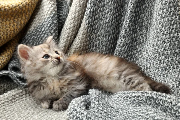 Cute Kitten Knitted Blanket Baby Animal — Stock Photo, Image