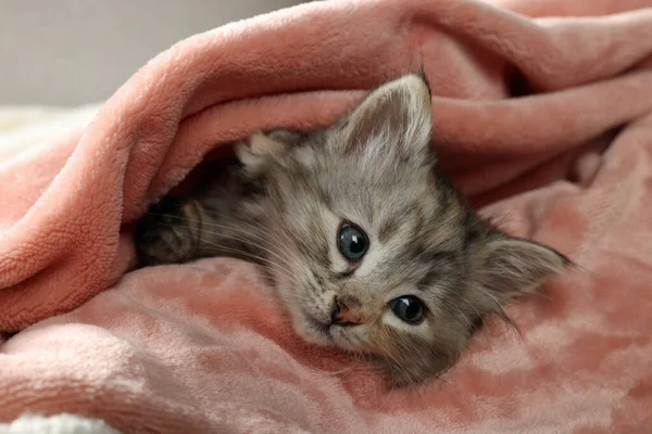 Słodki Kotek Miękkim Różowym Kocu Niemowlę — Zdjęcie stockowe