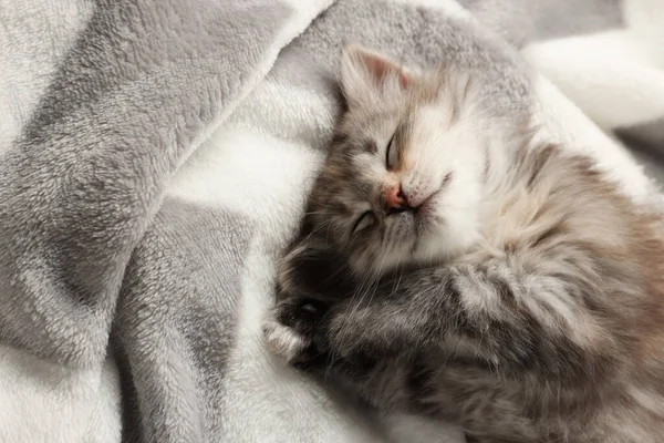 可爱的小猫睡在柔软的毛毯上 小动物 — 图库照片
