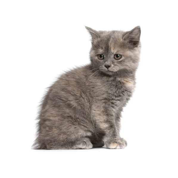 Nettes Flauschiges Kätzchen Auf Hellgrauem Hintergrund Raum Für Text — Stockfoto