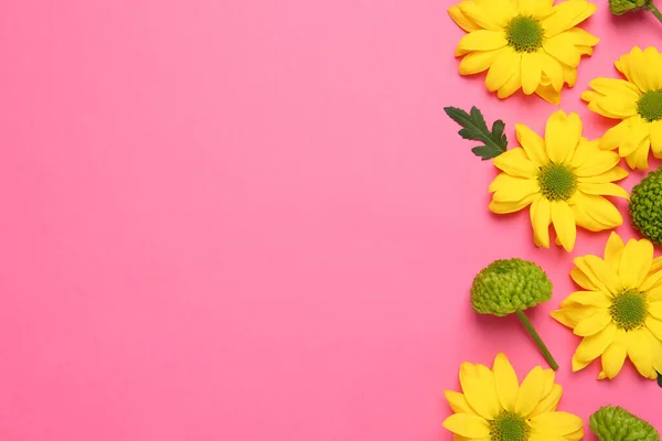 Hermosos Crisantemos Sobre Fondo Rosa Plano Espacio Para Texto — Foto de Stock