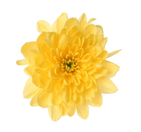 Güzel Sarı Kasımpatı Çiçeği Beyaza Izole Edilmiş — Stok fotoğraf