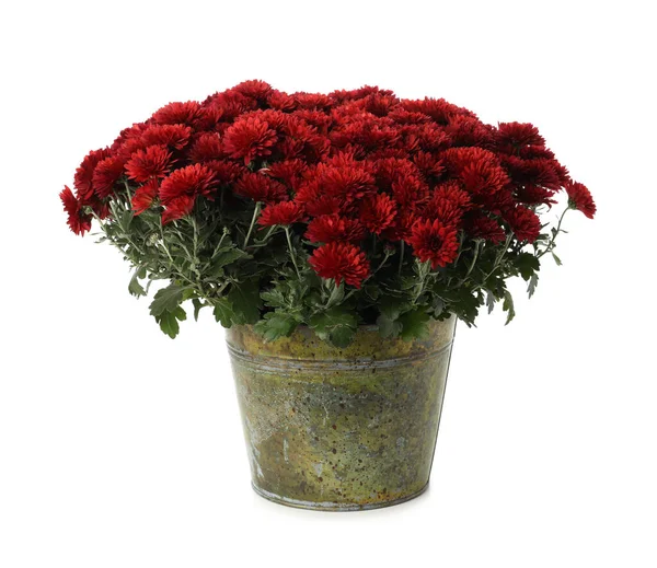Güzel Kırmızı Kasımpatı Çiçekleri Beyaz Arka Planda Saksıda — Stok fotoğraf