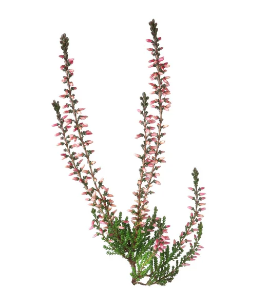 Beyaz üzerine izole edilmiş güzel çiçekleri olan fundanın dalları