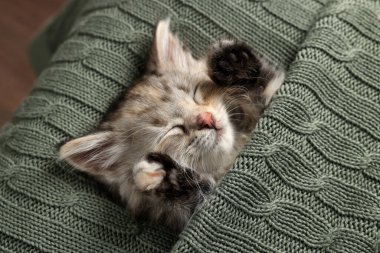 Örgü battaniyeyle uyuyan sevimli bir kedi yavrusu. Yavru hayvan