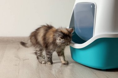 Evdeki kapalı çöp kutusunun yanında sevimli meraklı kedi yavrusu.
