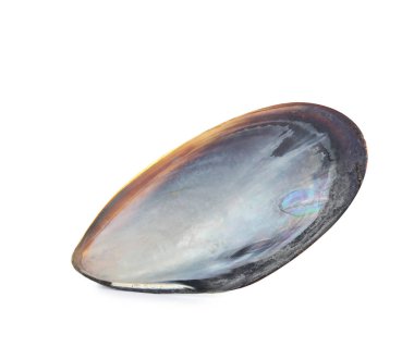 Midye kabuğu beyaz, üst görünümde izole