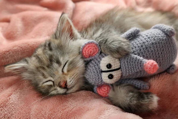可爱的小猫睡在柔软的粉色毛毯上的玩具上 — 图库照片