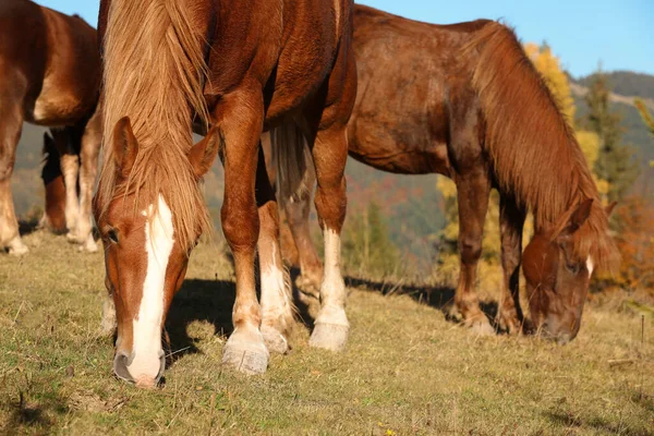 Bruine Paarden Grazen Buiten Zonnige Dag Mooie Huisdieren — Stockfoto