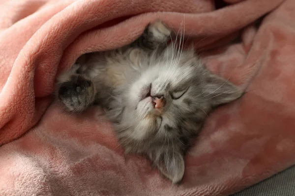 可爱的小猫睡在柔软的粉红色毯子里 — 图库照片