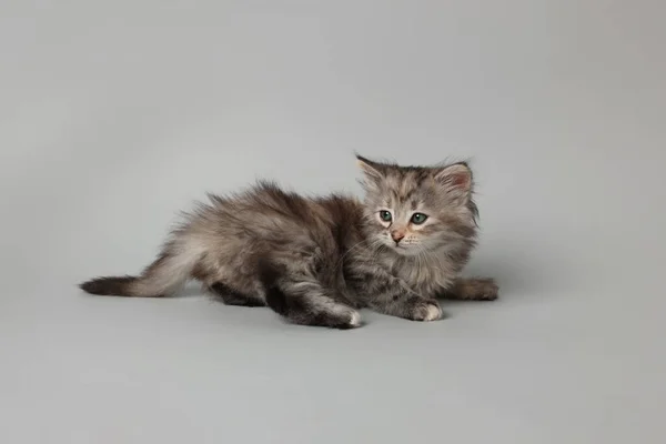 Açık Gri Arka Planda Güzel Bir Kedi Yavrusu Sevimli Hayvan — Stok fotoğraf