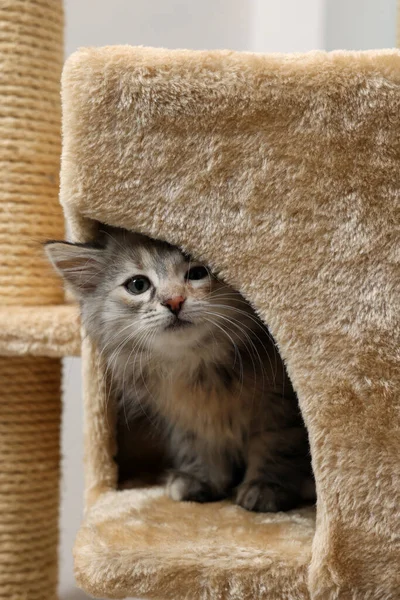 Şirin pofuduk kedi yavrusu arka planda kedi ağacını keşfediyor.
