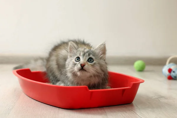 Cute Fluffy Kitten Litter Box Home — Stock Photo, Image