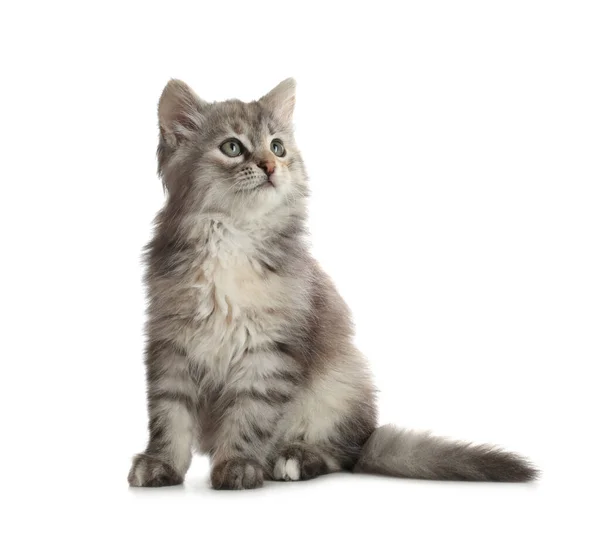 Beyaz Arka Planda Sevimli Tüylü Kedi Yavrusu Yavru Hayvan — Stok fotoğraf