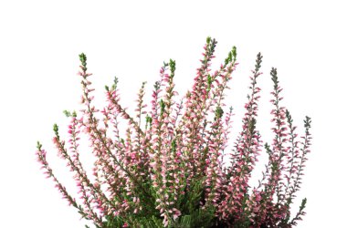 Heather beyaz arka planda güzel çiçekleri olan