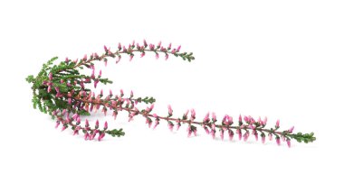 Beyaz üzerine izole edilmiş güzel çiçekleri olan fundanın dalları