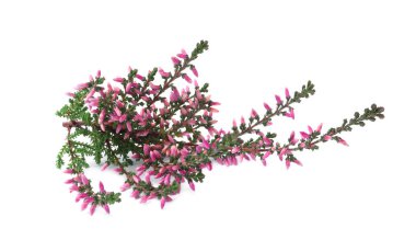 Beyaz üzerine izole edilmiş güzel çiçekleri olan fundanın dalları