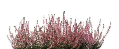 Heather beyaz arka planda güzel çiçekleri olan