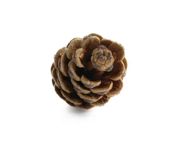 Beautiful Dry Pine Cone Isolated White — Stock Photo, Image