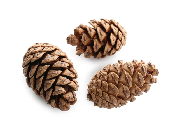 Beautiful Dry Pine Cones White Background — Stock Photo, Image