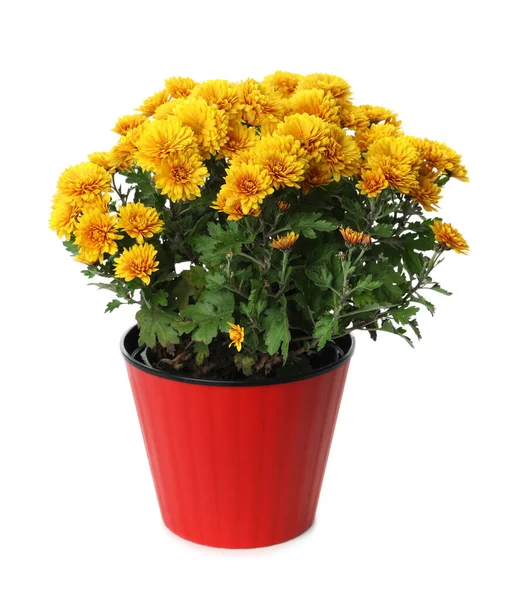Güzel Sarı Kasımpatı Çiçekleri Kırmızı Kapta Beyaz Arka Planda — Stok fotoğraf