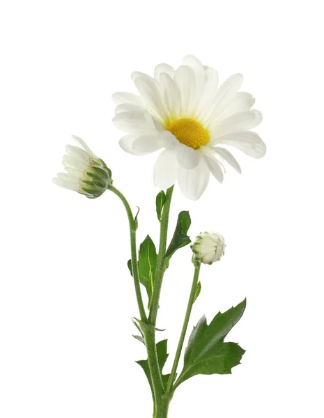 Hermoso Crisantemo Tierno Fresco Aislado Blanco — Foto de Stock