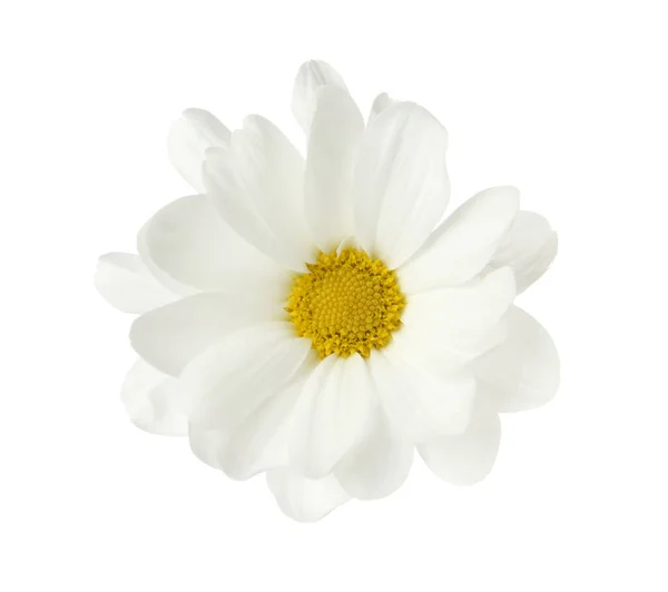Bela Flor Crisântemo Fresco Fundo Branco — Fotografia de Stock