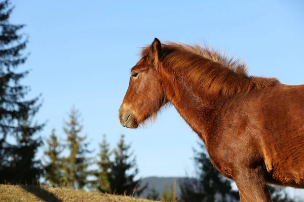 Bruin Paard Buiten Zonnige Dag Mooi Huisdier — Stockfoto