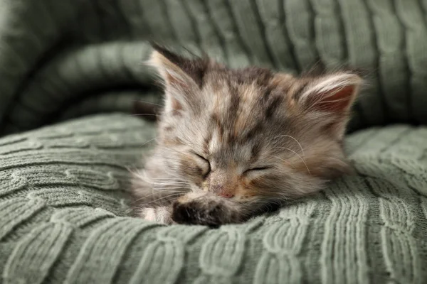 Симпатичный Котёнок Спит Трикотажном Одеяле Детское Животное — стоковое фото