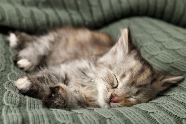 Lindo Gatito Durmiendo Una Manta Punto Bebé Animal —  Fotos de Stock