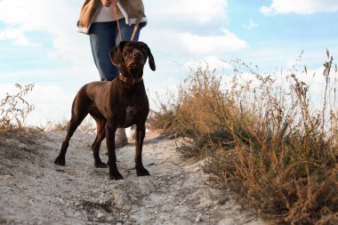 Alman kısa şortlu bir kadın. Pointer köpeği dışarıda yürüyor, yakın plan.