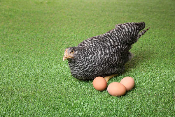 달걀이 아름다운 — 스톡 사진