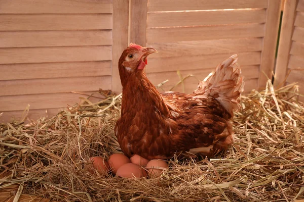 Vacker Kyckling Med Ägg Hönshuset — Stockfoto