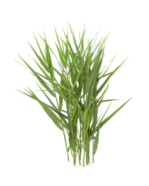 Beautiful Reeds Lush Green Leaves White Background — Stock Photo, Image