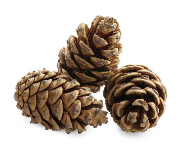 Beautiful Dry Pine Cones White Background — Stock Photo, Image