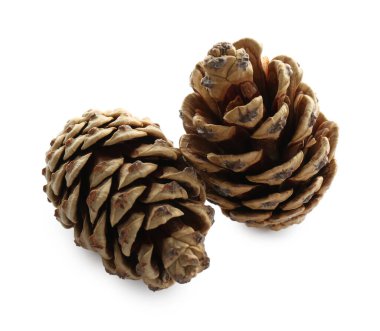 Beyaz arkaplanda güzel kuru kozalaklar