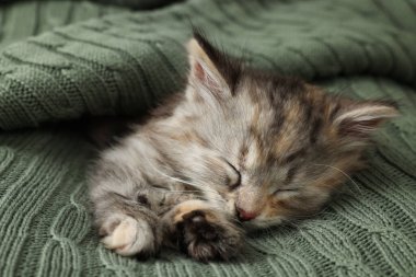 Örgü battaniyeyle uyuyan sevimli bir kedi yavrusu. Yavru hayvan