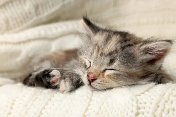 Schattig Katje Dat Slaapt Een Witte Gebreide Deken — Stockfoto