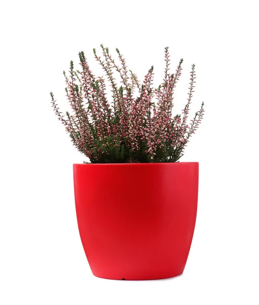 Beautiful Heather Flowerpot Isolated White — Stock Photo, Image