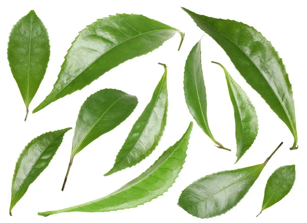 Σετ Φρέσκα Πράσινα Φύλλα Λευκό Φόντο — Φωτογραφία Αρχείου